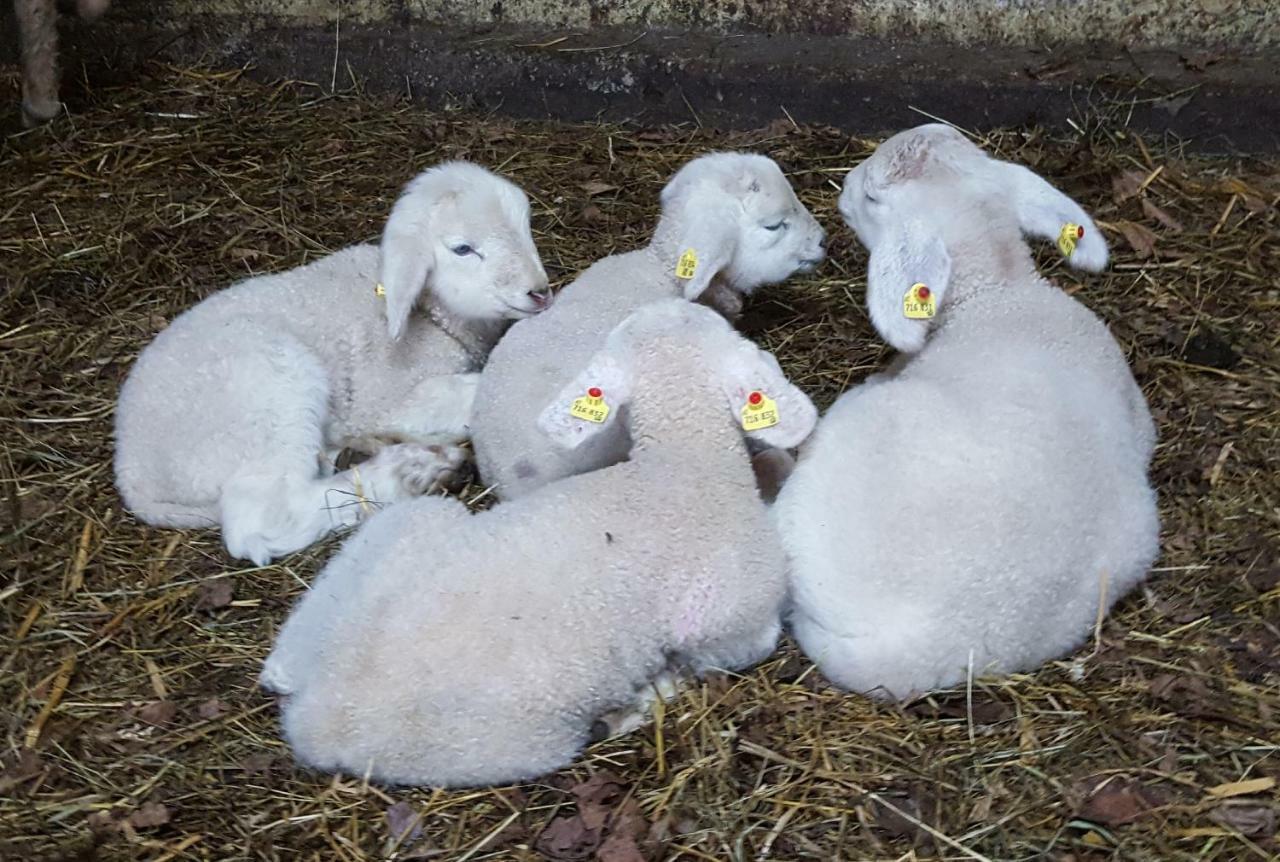 Oberseebachhof Scheffau am Wilden Kaiser Bagian luar foto